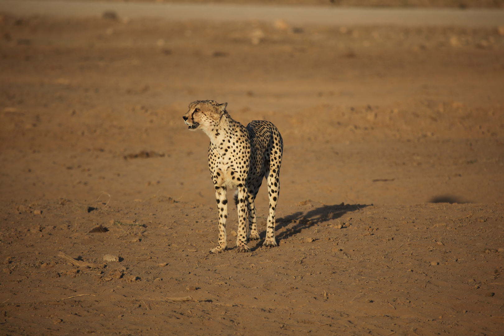 Gepard auf der Jagd