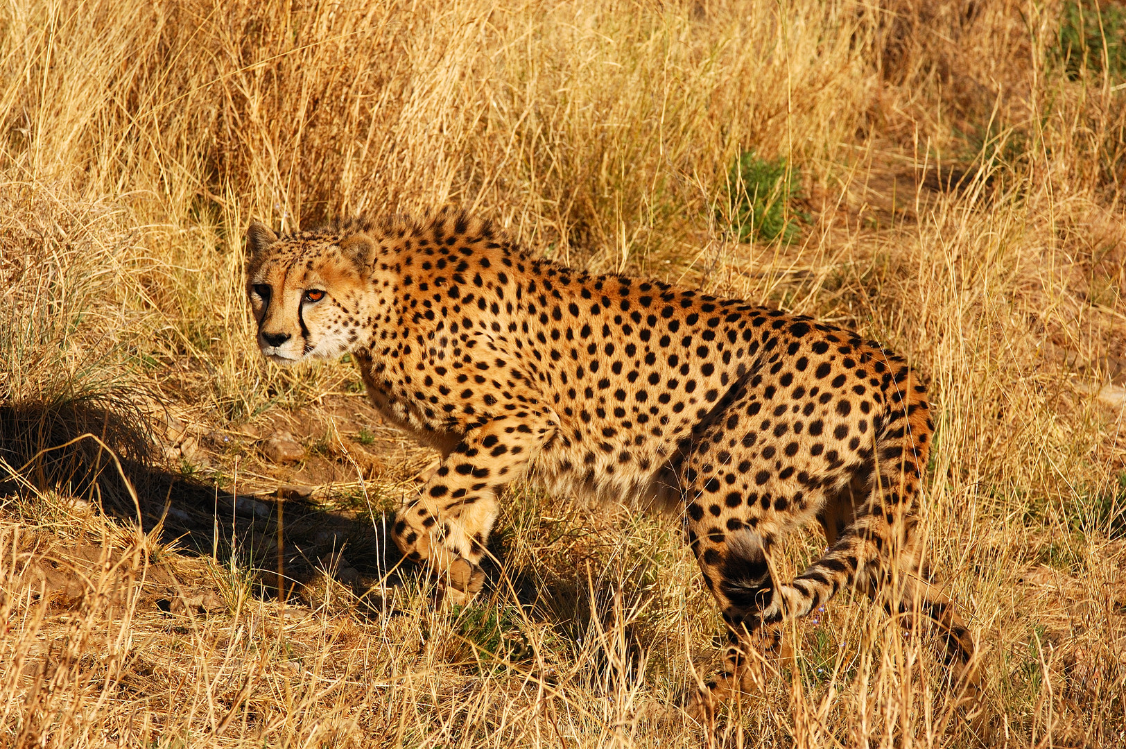 Gepard auf der Pirsch