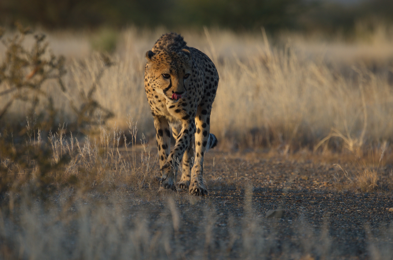 Gepard auf der Pirsch...