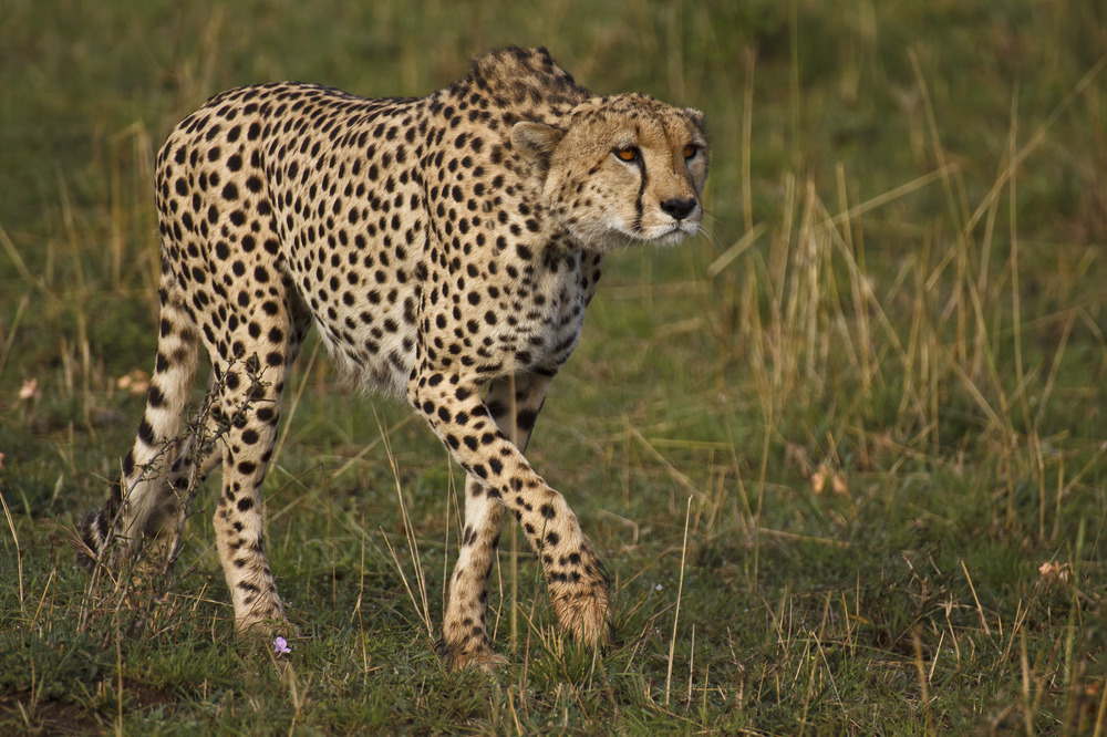 Gepard auf der Pirsch