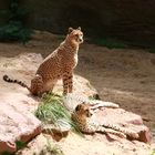 Gepard auf der Sonnenseite