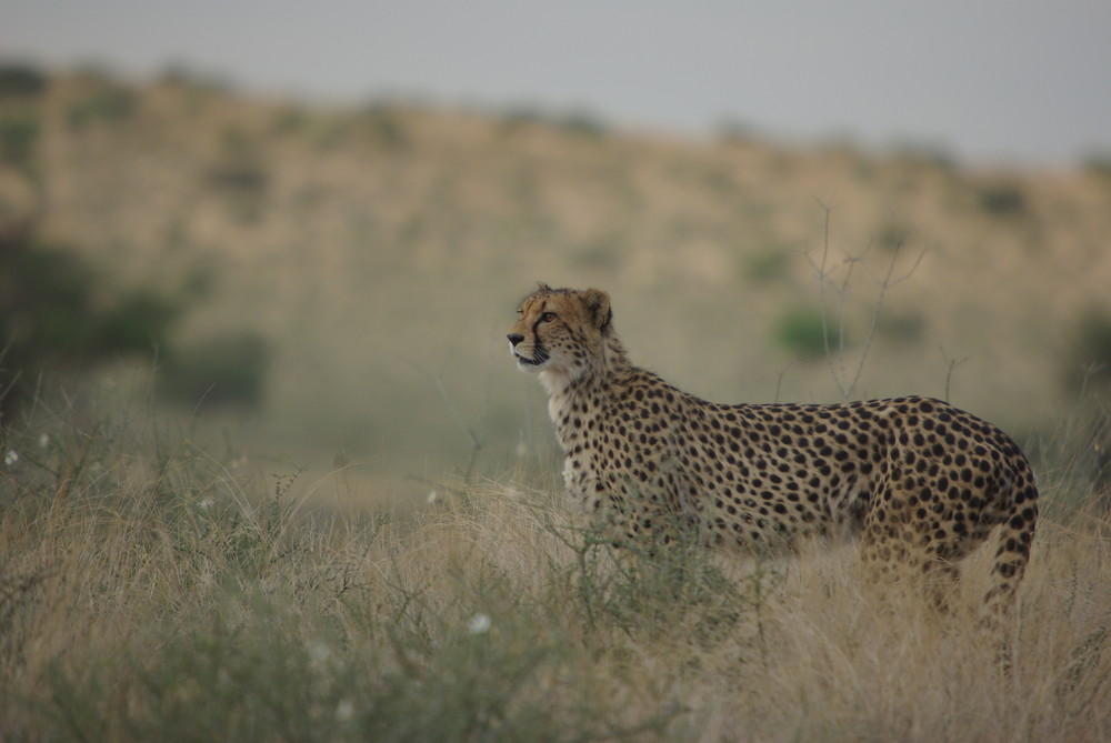 Gepard auf der Suche