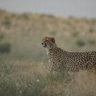 Gepard auf der Suche