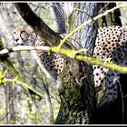 Gepard auf einen Baum ?