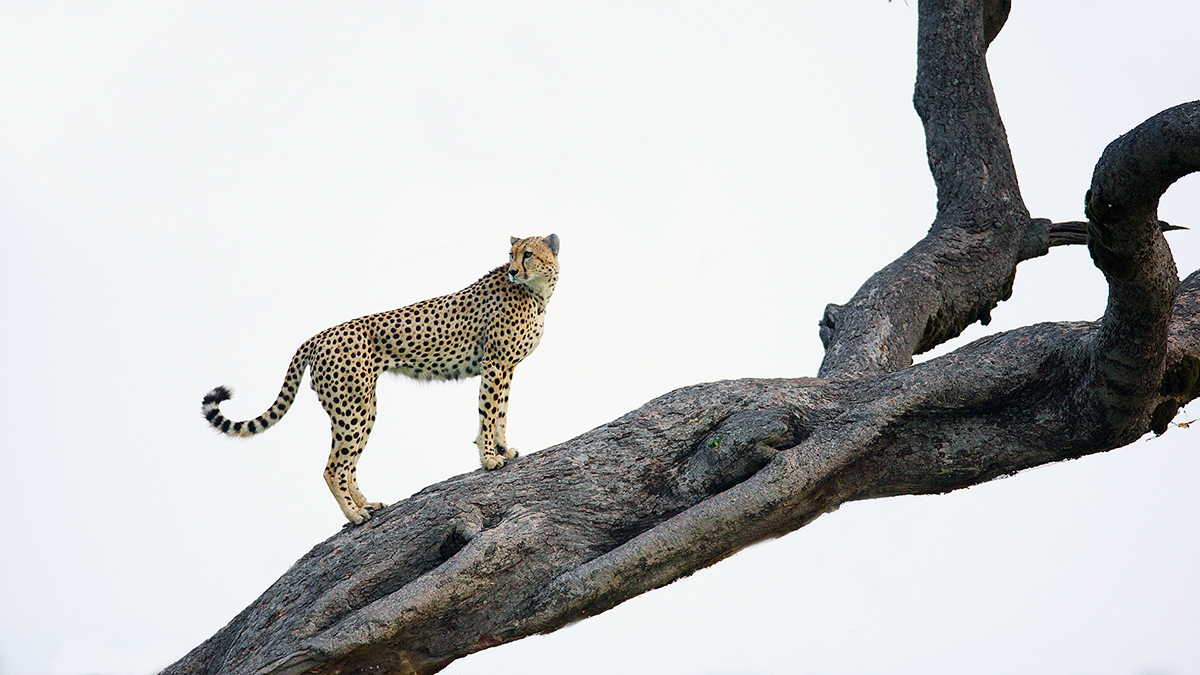 Gepard auf Jagd