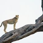 Gepard auf Jagd