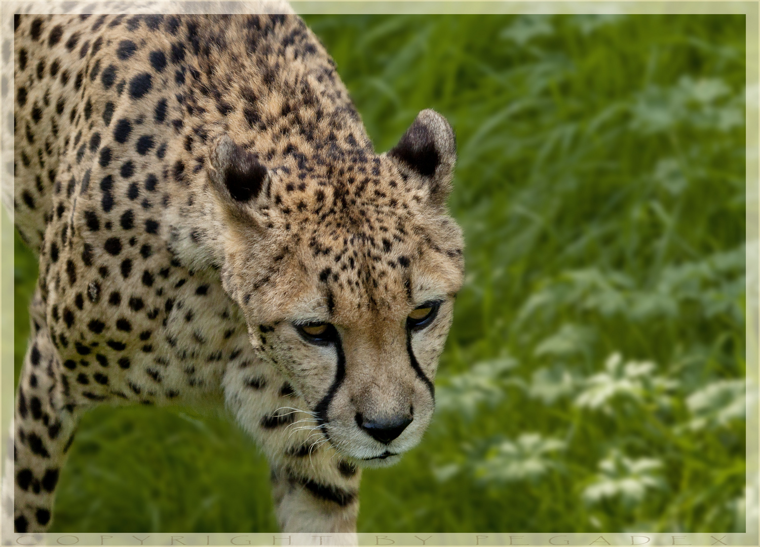 Gepard auf Patrouille