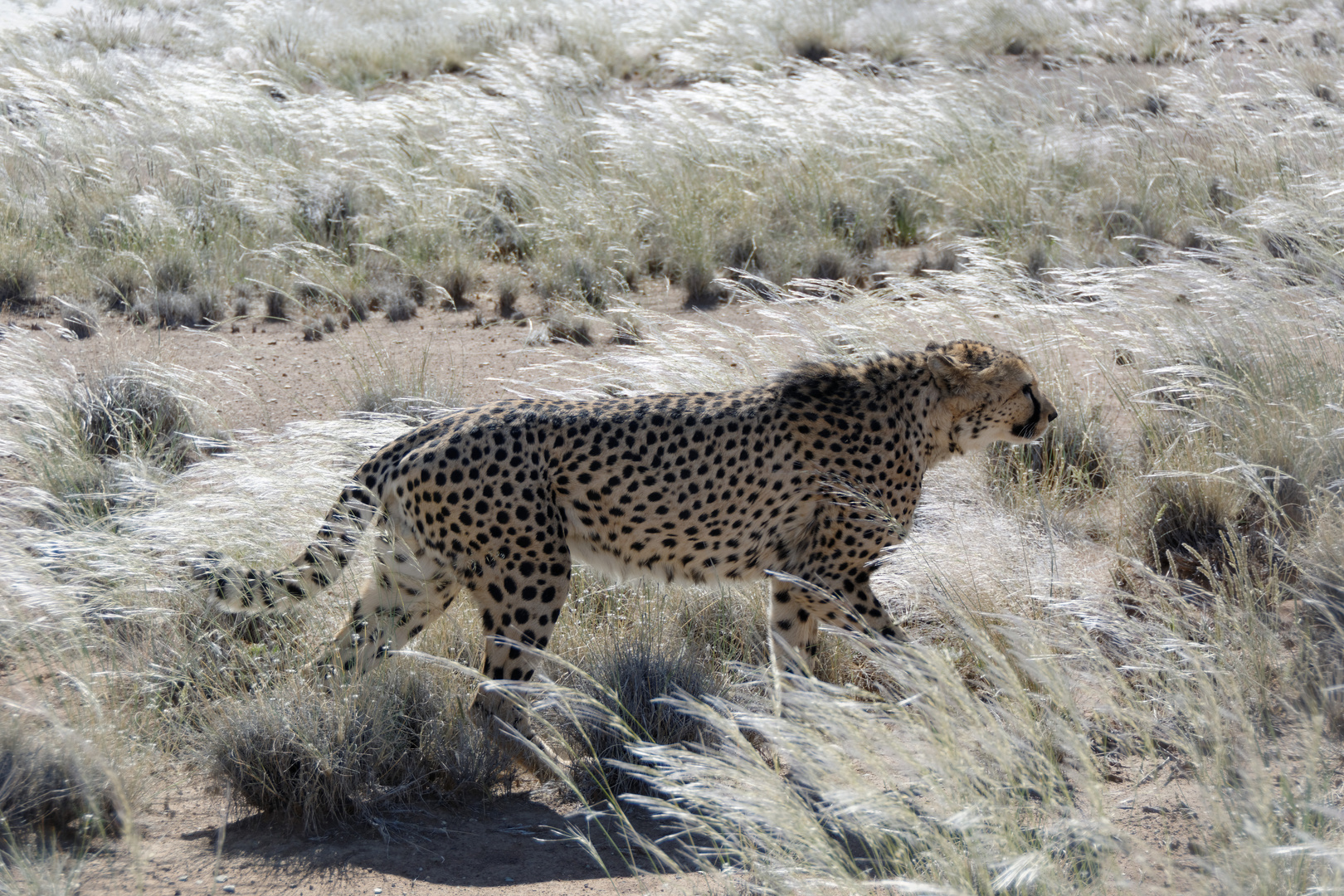 Gepard auf Streifzug