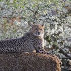Gepard auf Stroh vor Kirschblüten :-)