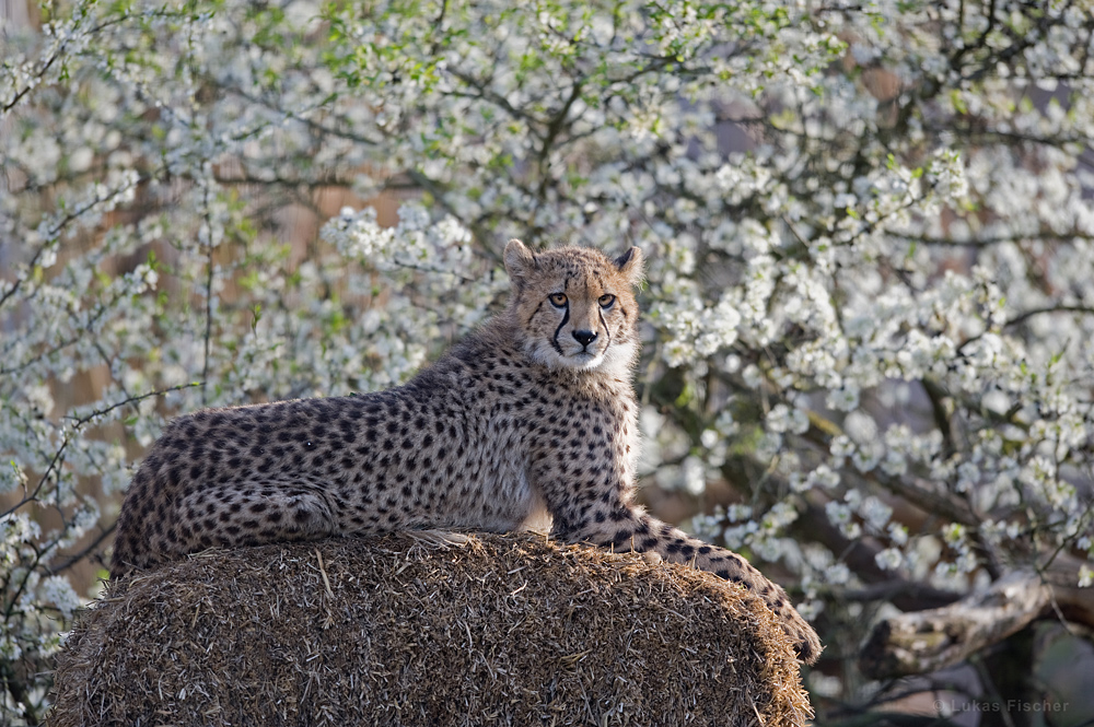 Gepard auf Stroh vor Kirschblüten :-)