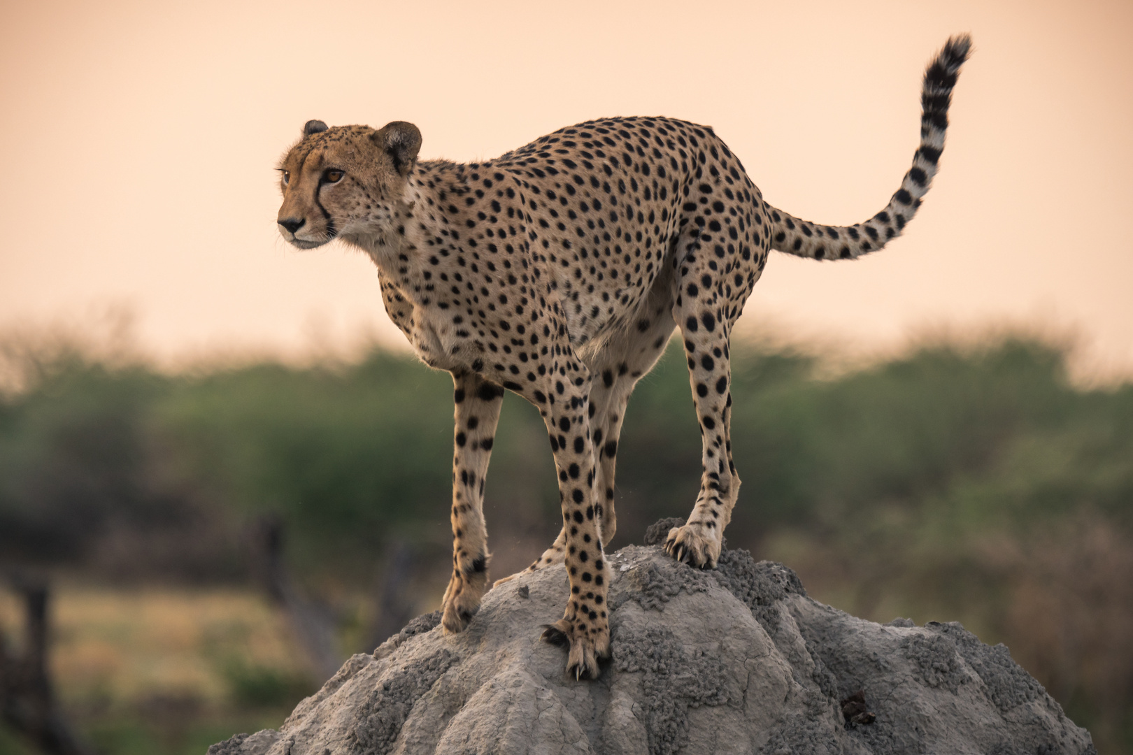 Gepard auf Termitenhügel