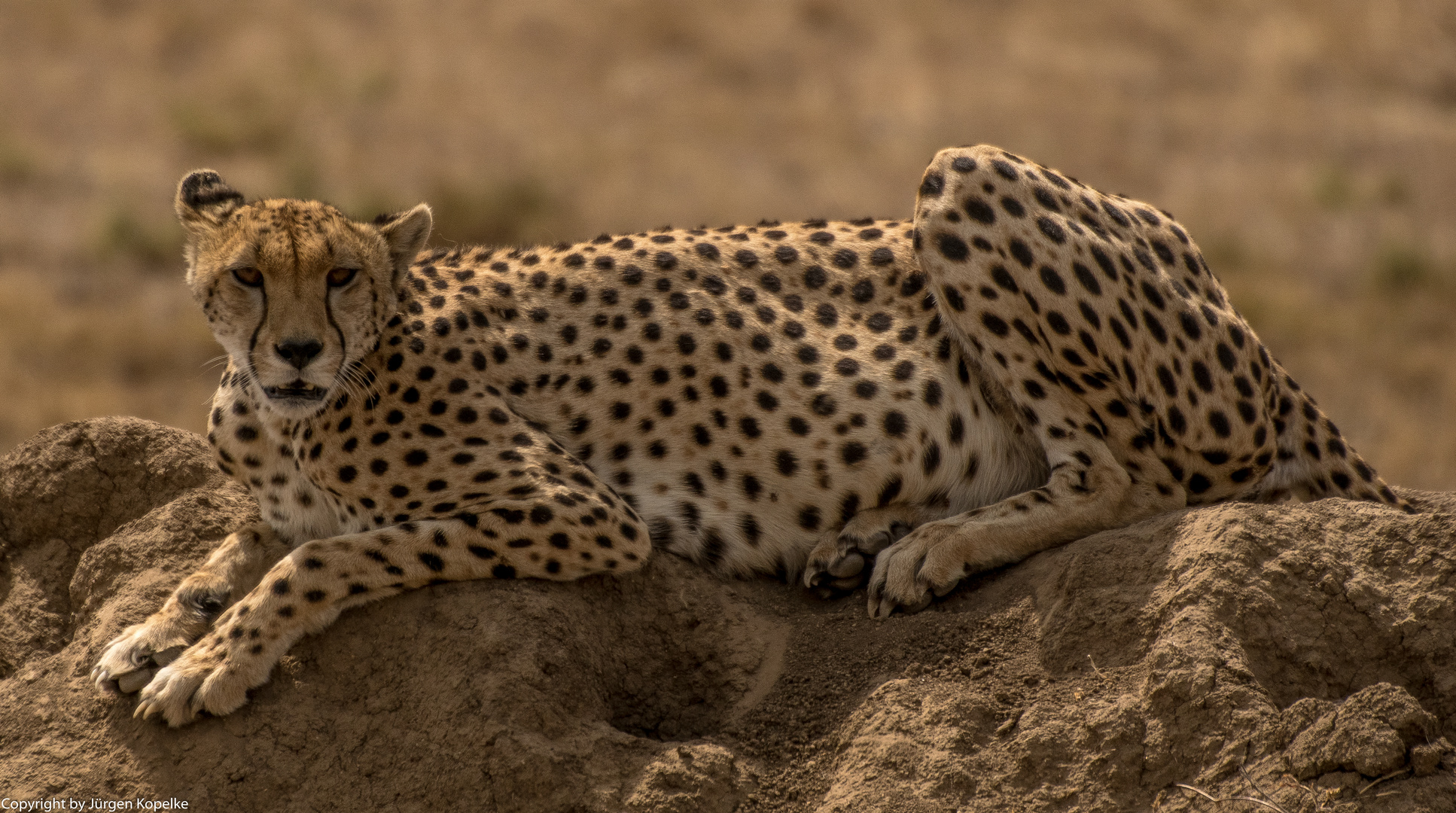 Gepard auf Termitenhügel in der Serengeti