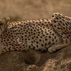Gepard auf Termitenhügel in der Serengeti
