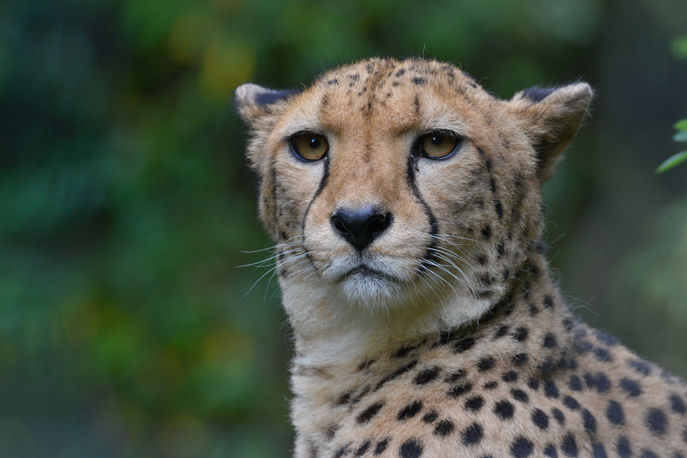 Gepard aus