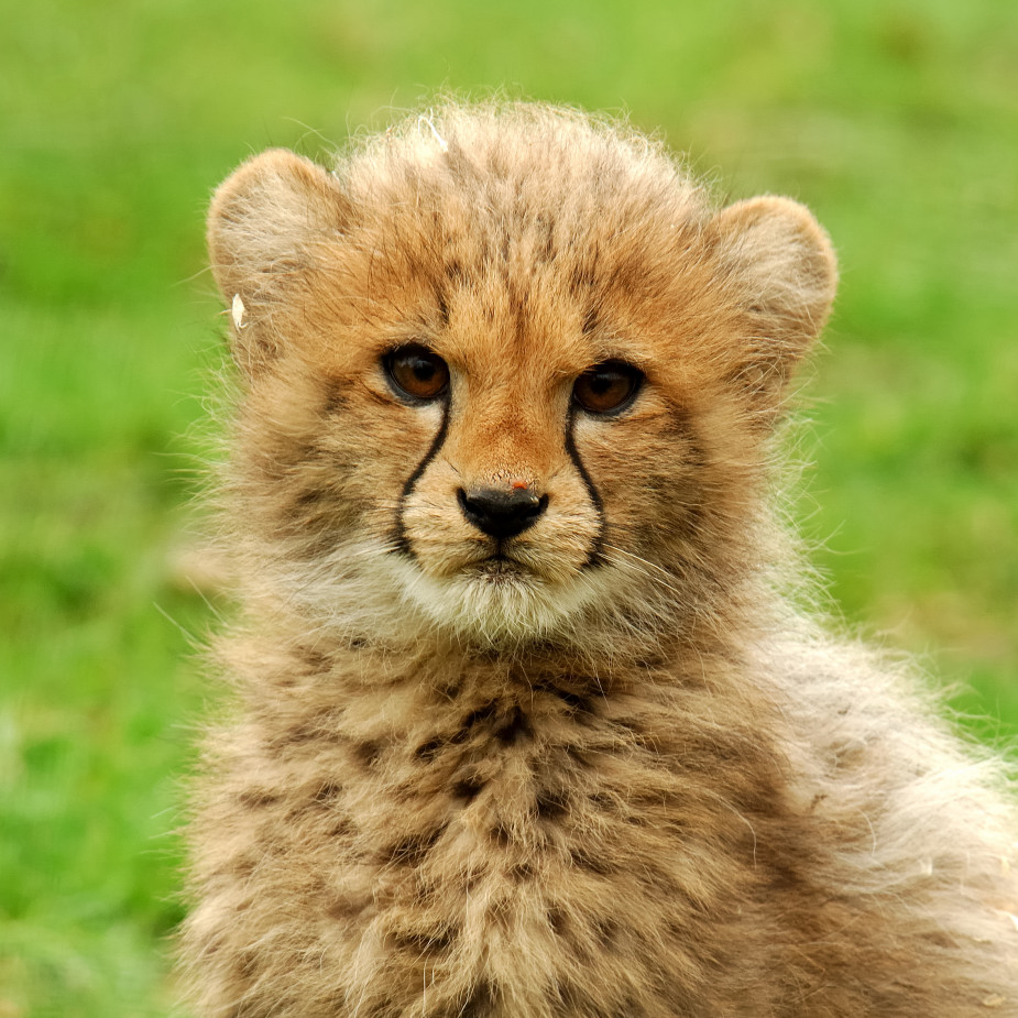 Gepard aus dem Allwetterzoo Münster