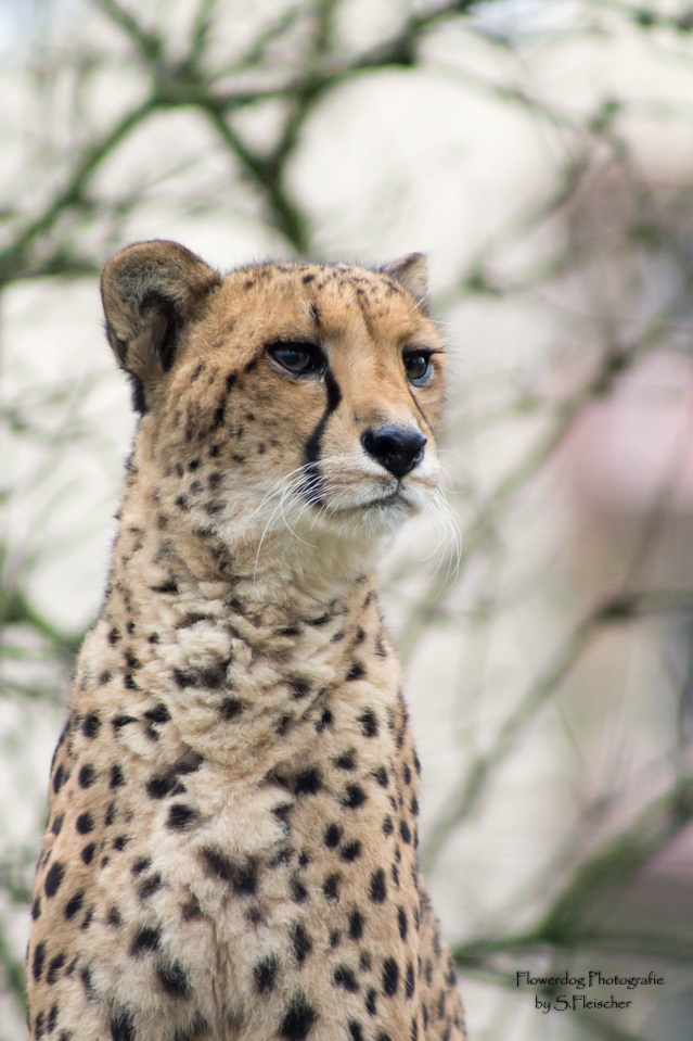 Gepard aus dem Zoo Dresden