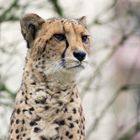 Gepard aus dem Zoo Dresden