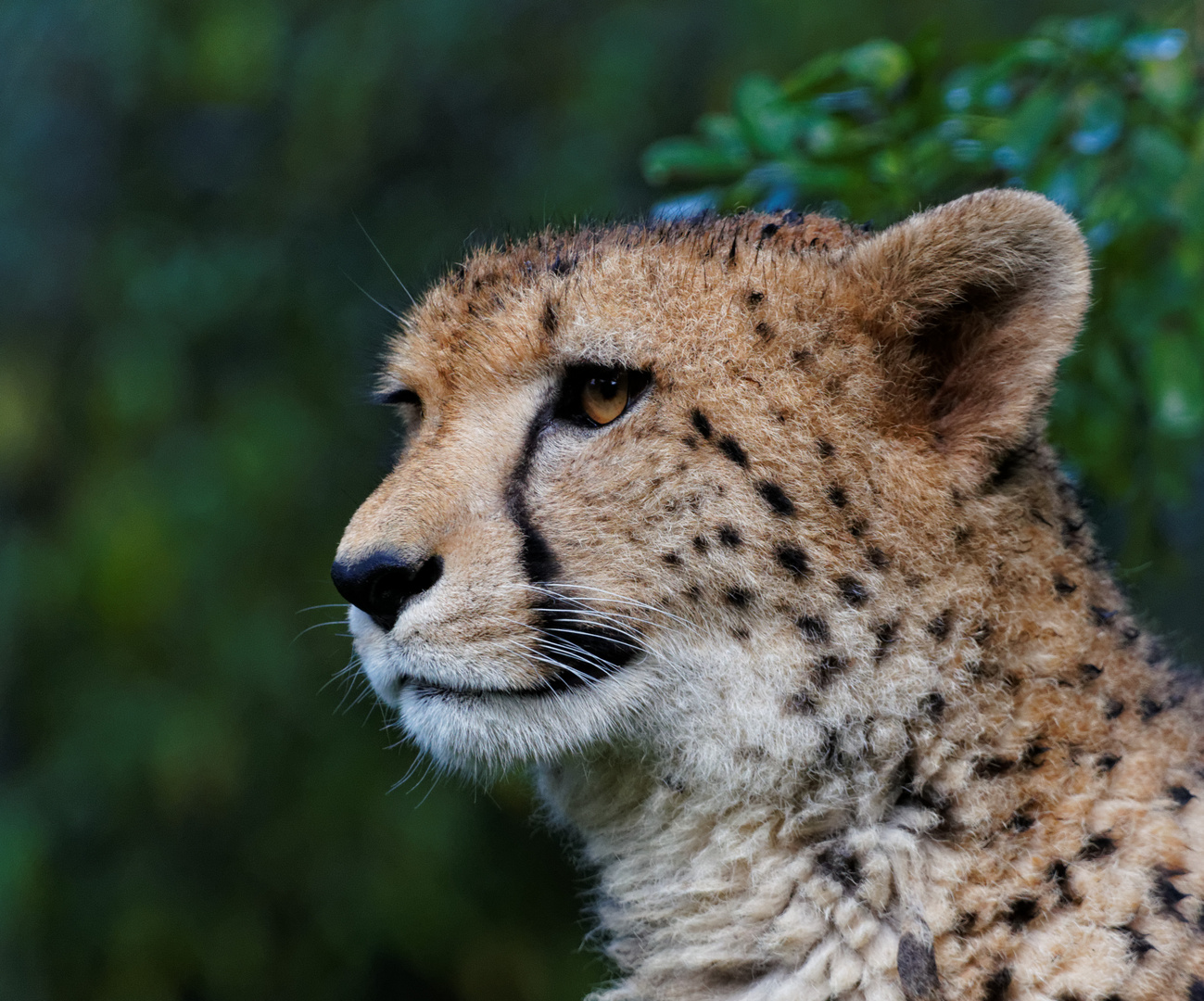 Gepard aus Krefeld