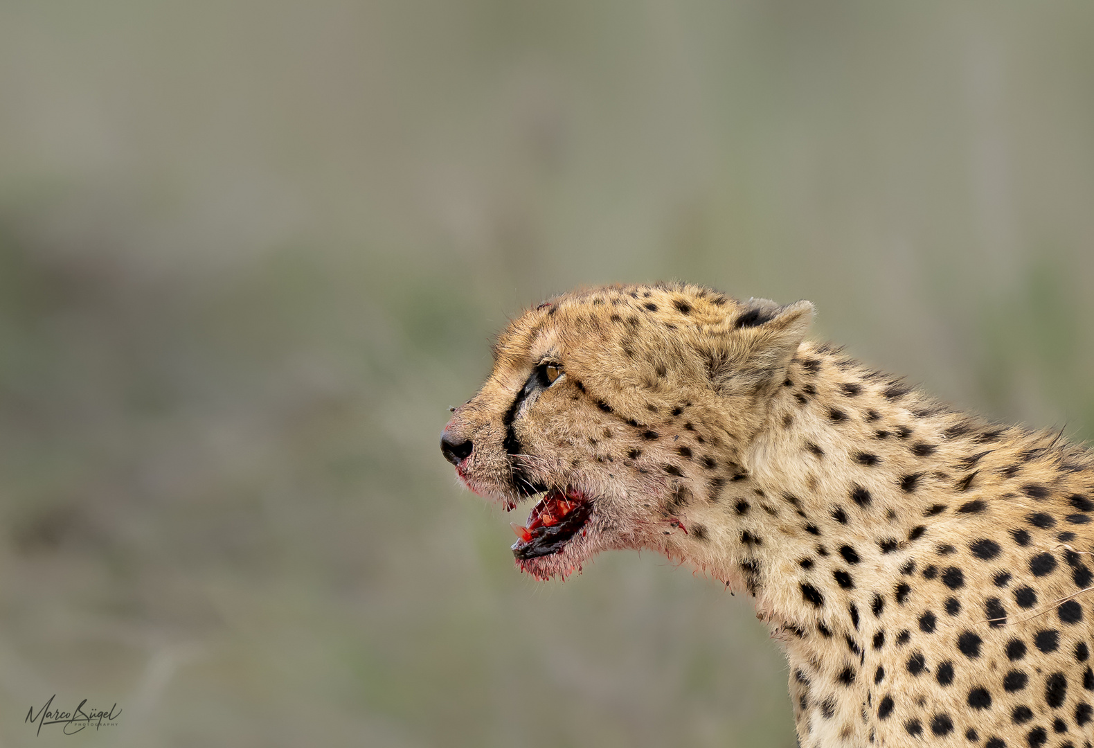 Gepard ausser Puste nach Hochgeschwindigkeitsjagd