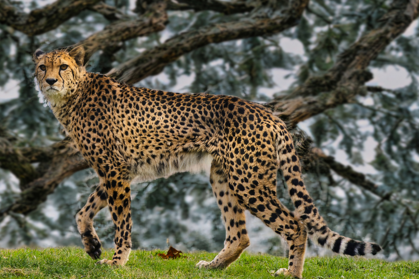 gepard