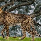 gepard