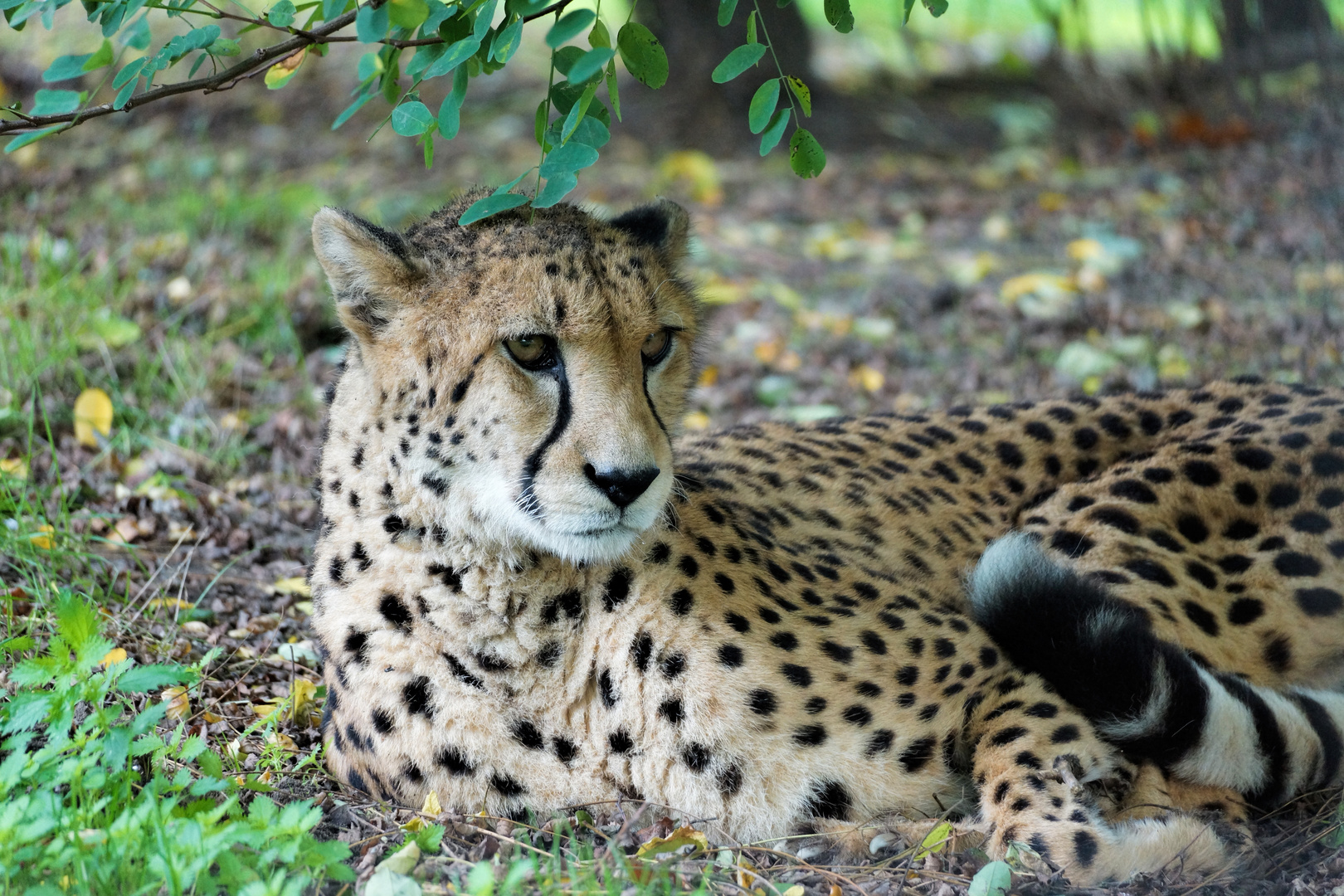 Gepard