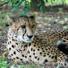 Gepard