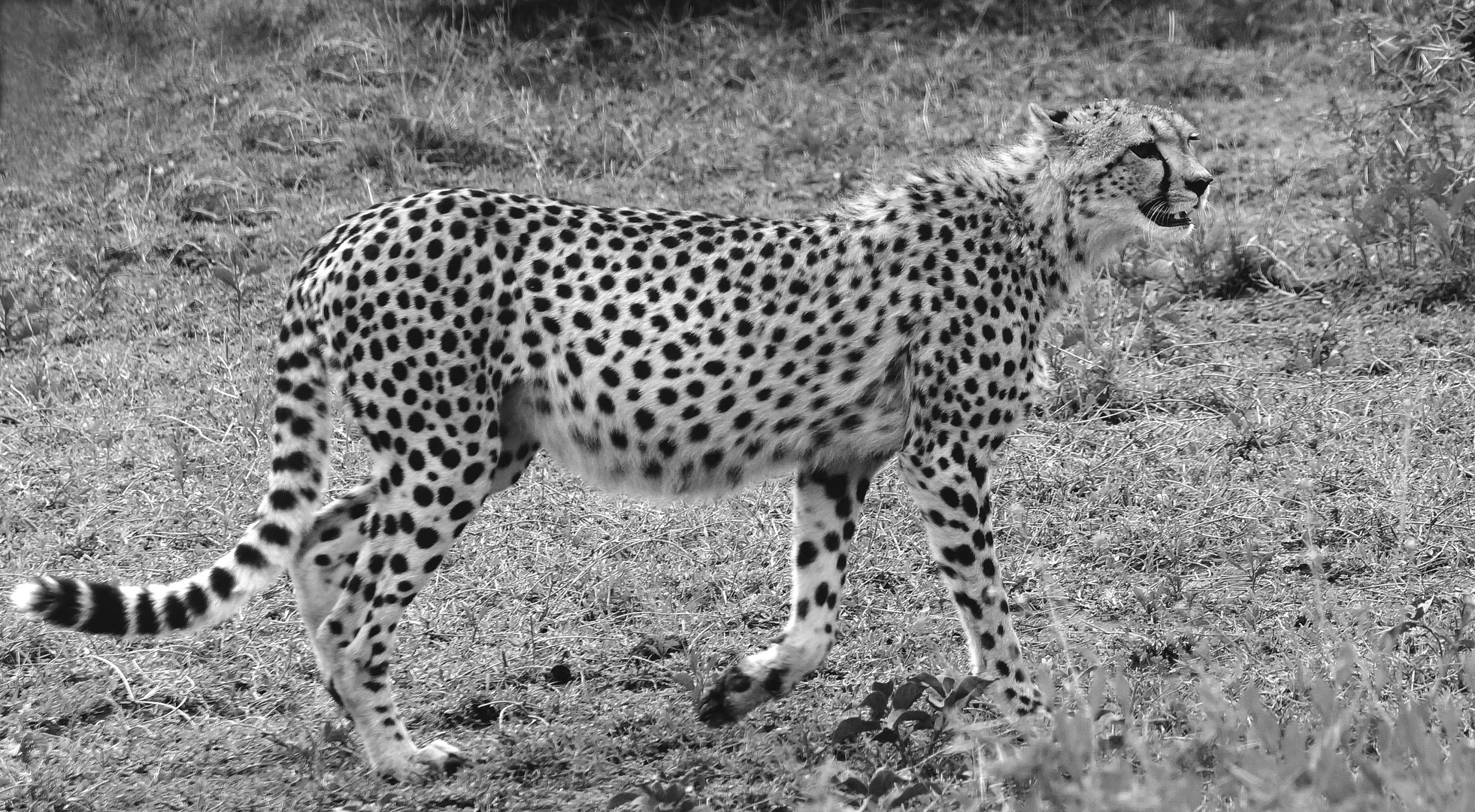 Gepard