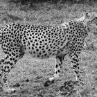 Gepard