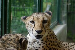 Gepard