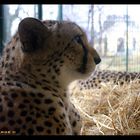 GEPARD