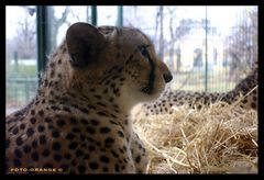 GEPARD