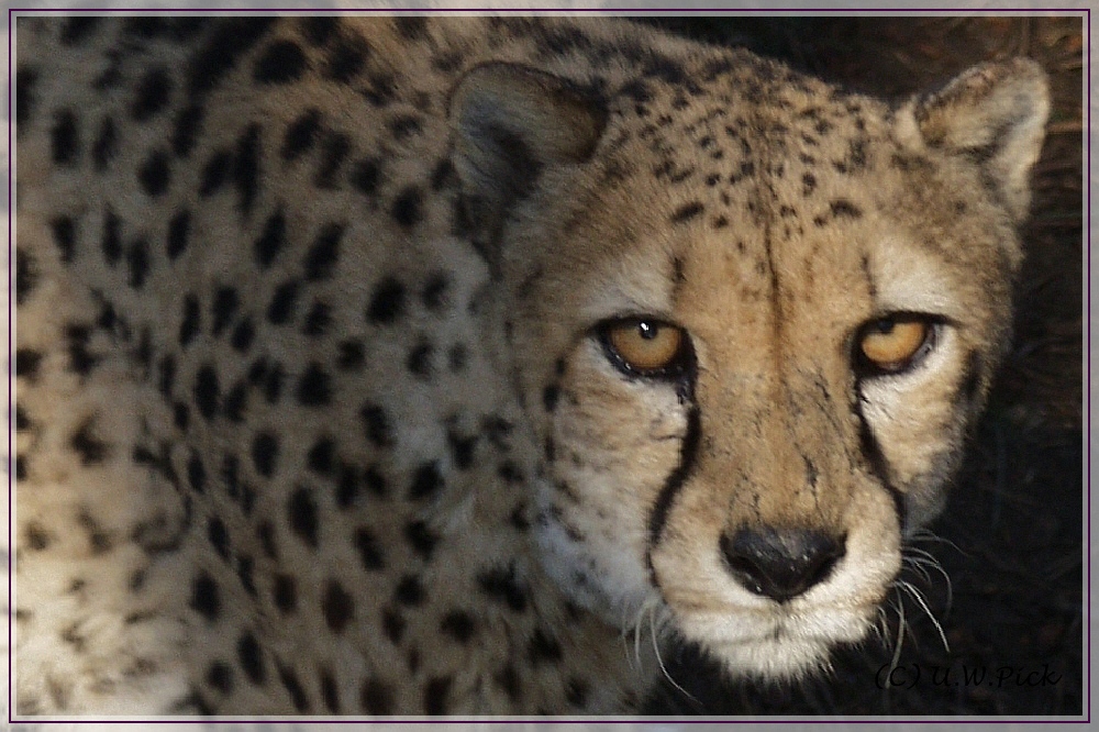 Gepard