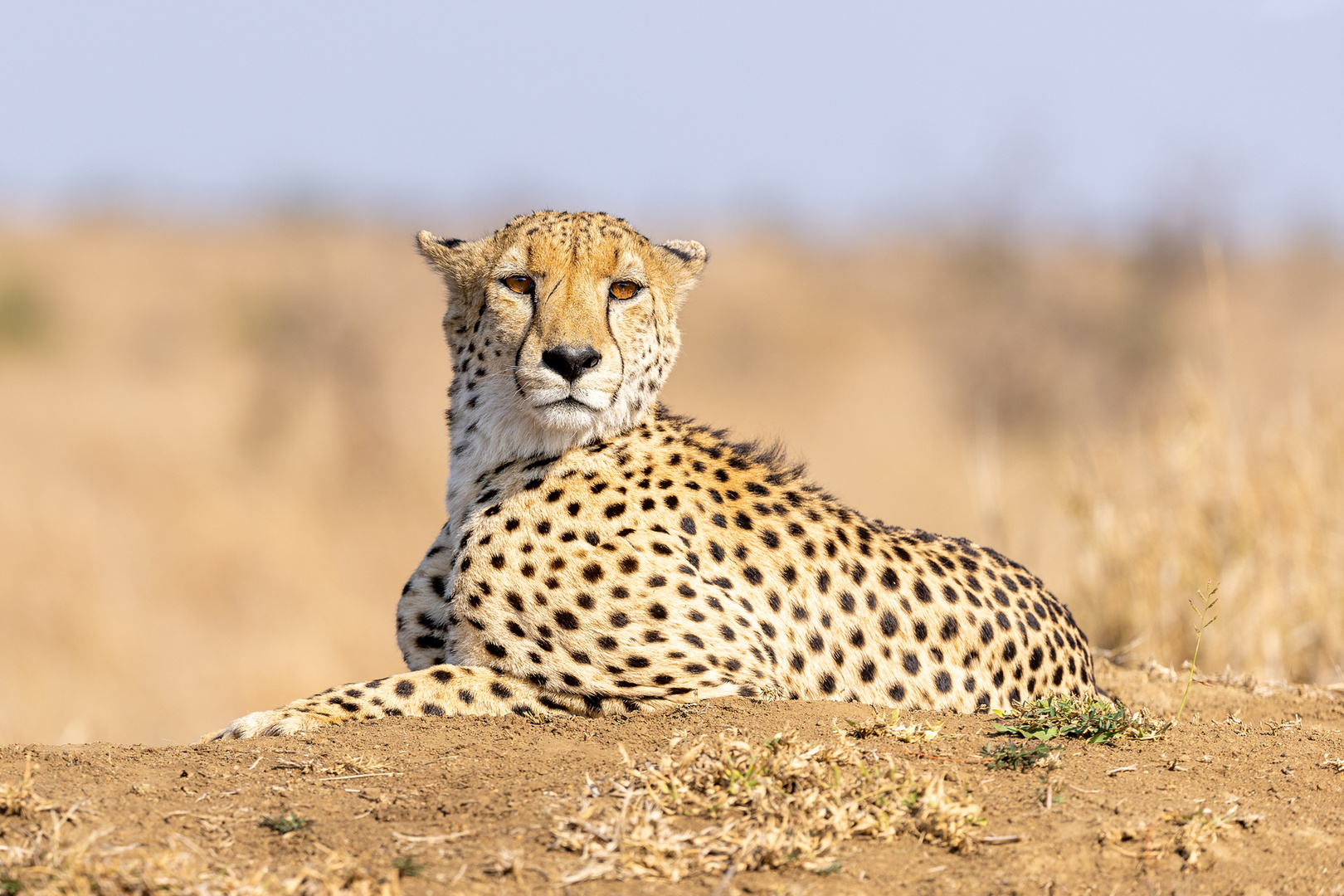 Gepard