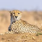 Gepard