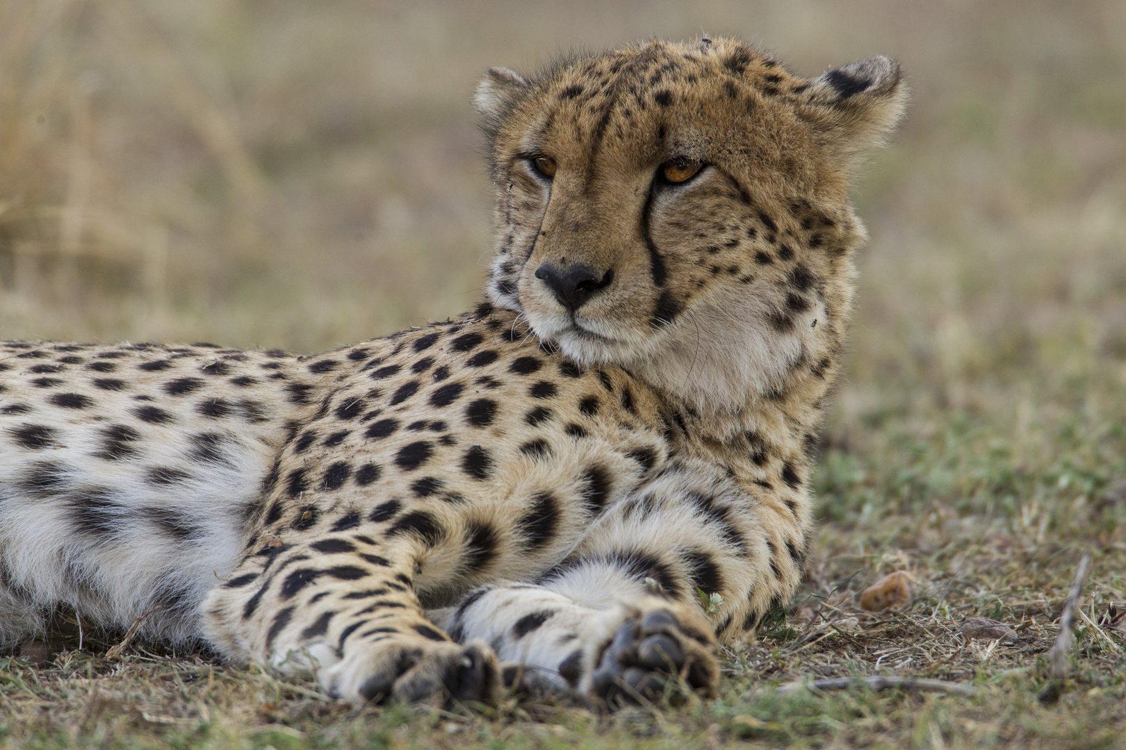 Gepard