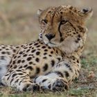 Gepard