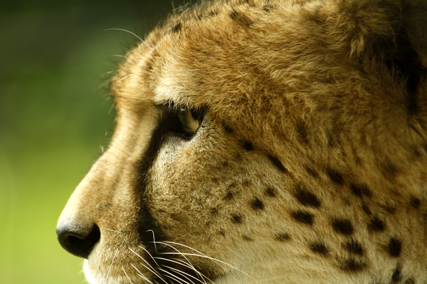 Gepard