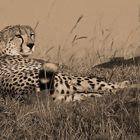 Gepard