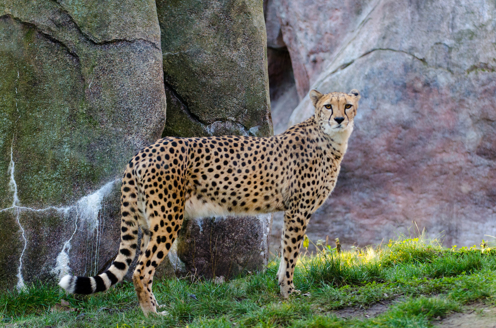 Gepard 