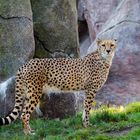 Gepard 