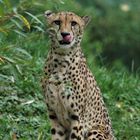 Gepard