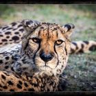 Gepard