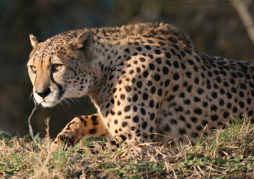 Gepard