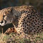 Gepard