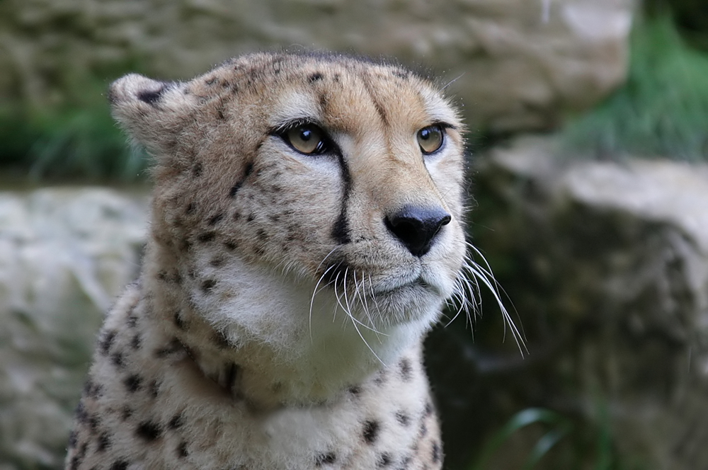 gepard