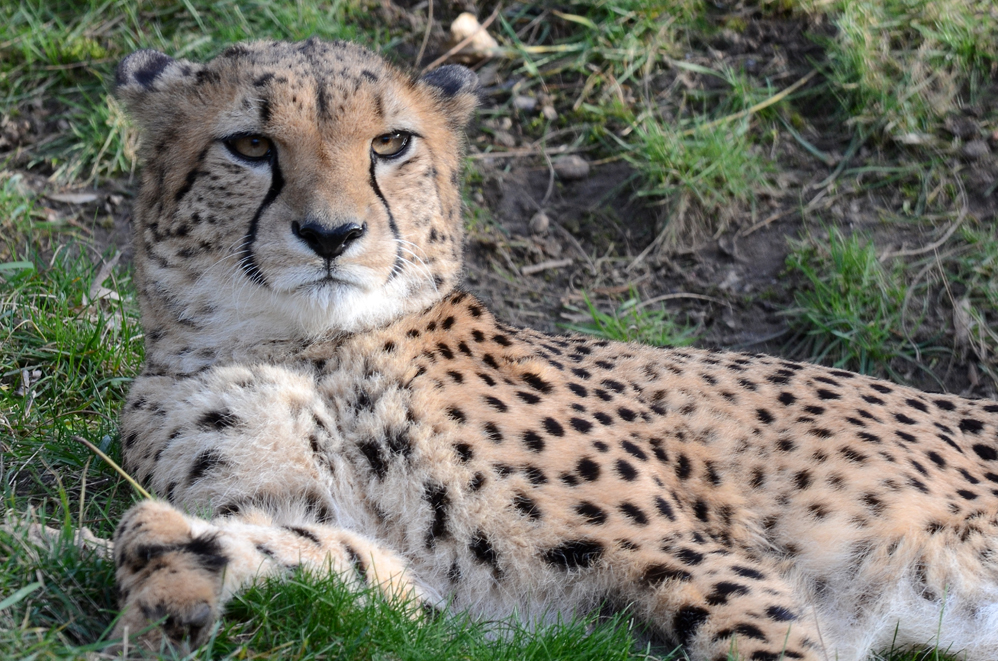 Gepard