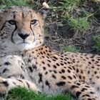 Gepard