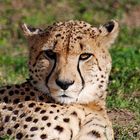 Gepard