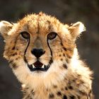 Gepard